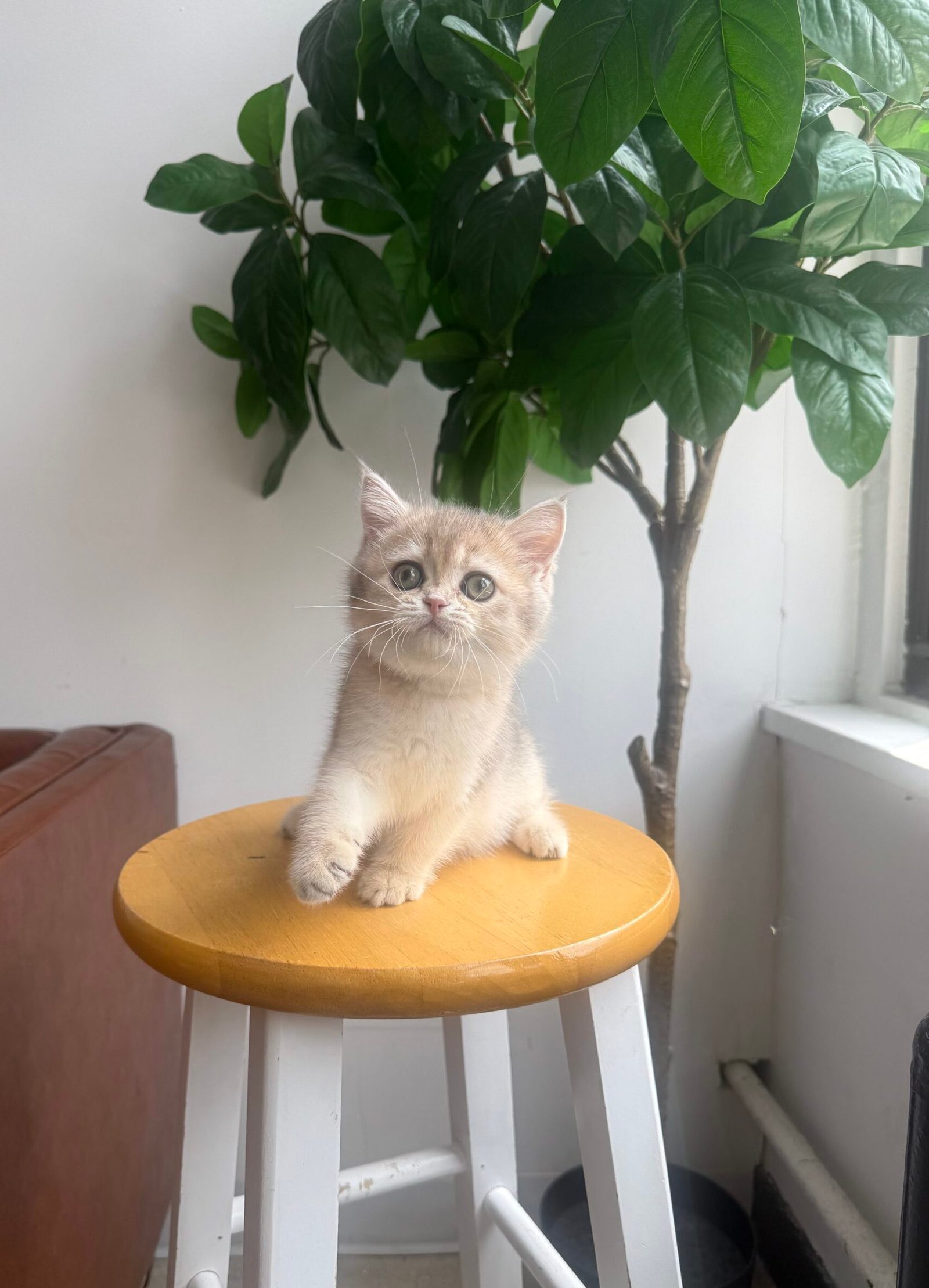 Cream-colored kitten sitting indoors in a bright apartment at Queens Scottish Fold cattery