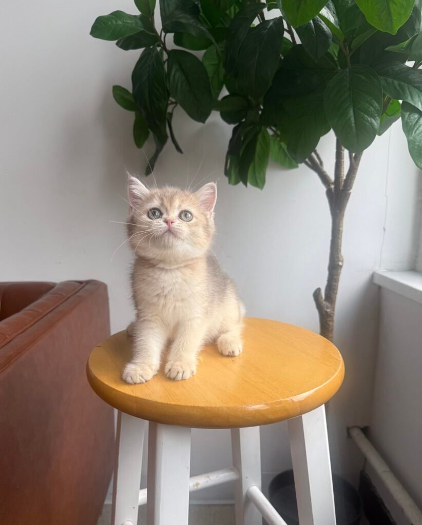 Scottish Fold kitten from Queens Scottish Fold's current litter