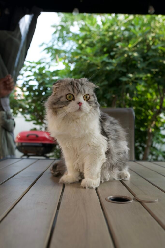 Are Scottish Fold Cats Hypoallergenic? The Real Facts 2 Scottish Fold cat with a dense, plush double coat