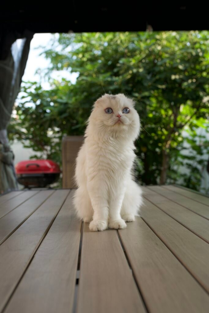Scottish Fold cat sitting upright, showing healthy posture