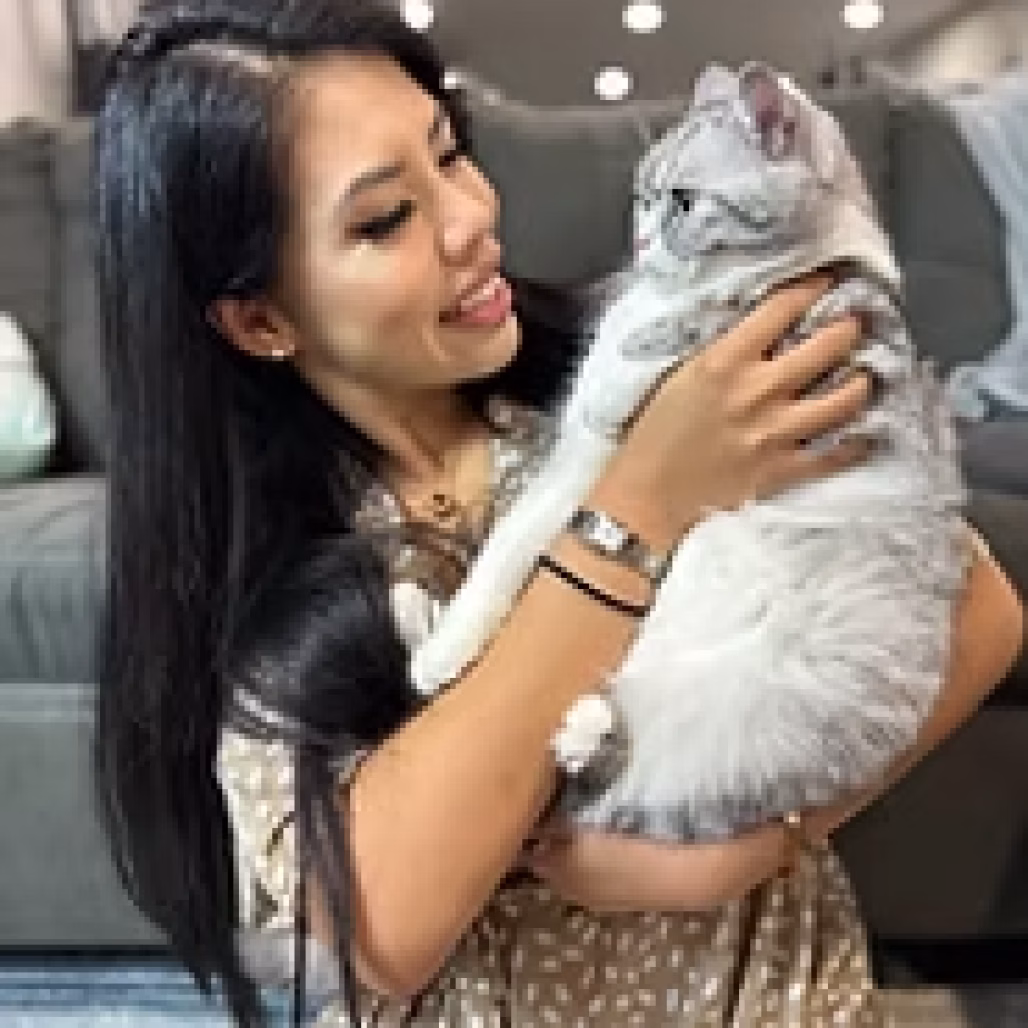 Scottish Fold & British Shorthair in NY | Queens Fold